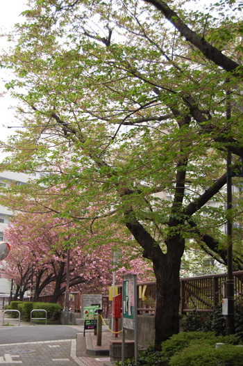 目黒川の桜