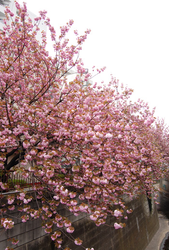 目黒川の桜