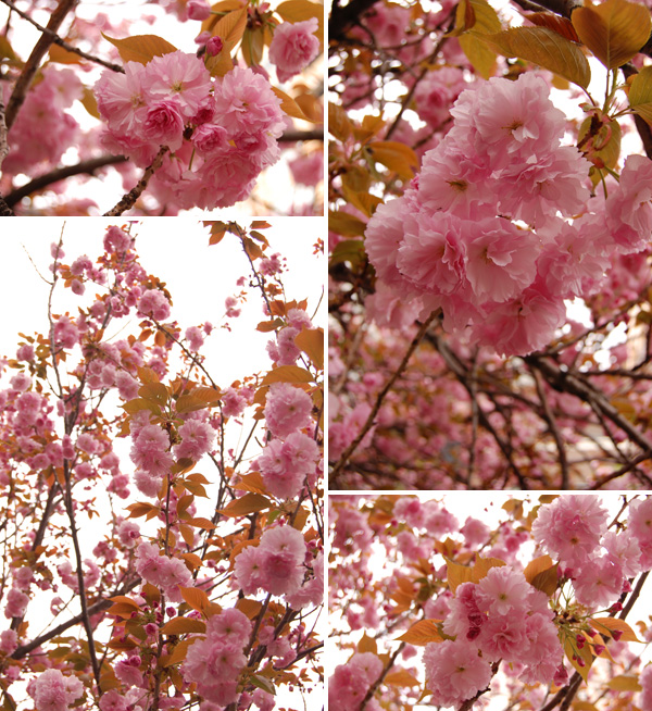 目黒川の桜