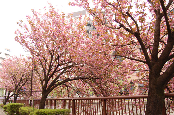 目黒川の桜