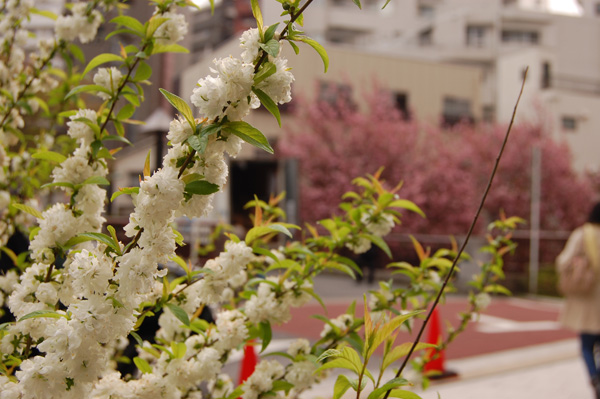 目黒川の桜