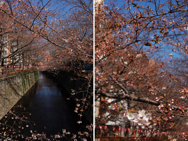 目黒川の桜