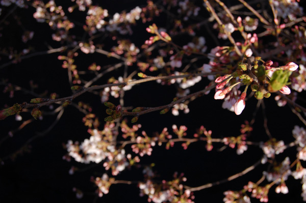 目黒川の桜
