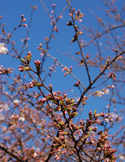 目黒川の桜