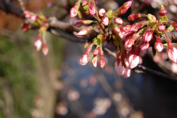 目黒川の桜