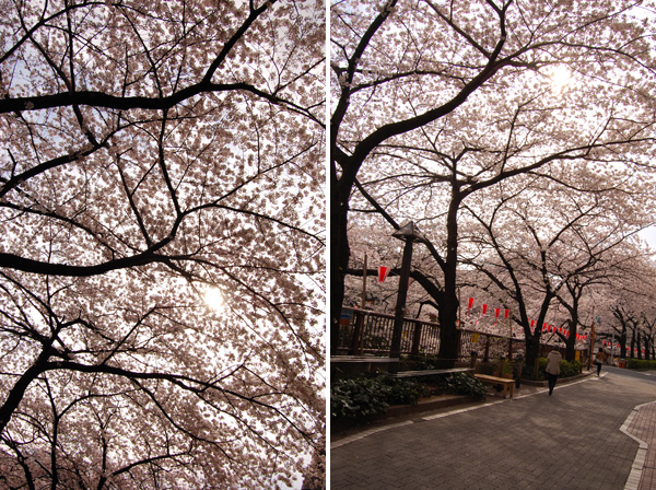 目黒川の桜