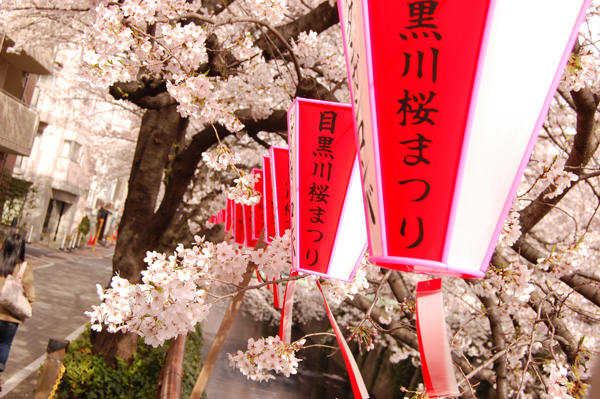目黒川の桜