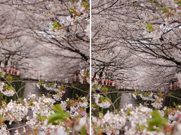 目黒川の桜