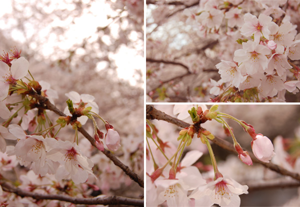 目黒川の桜