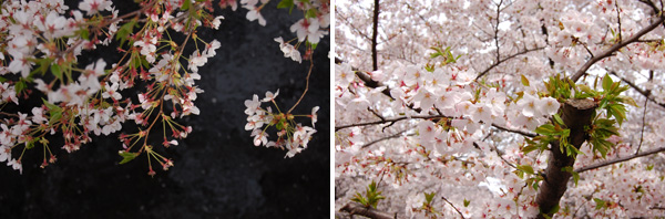 目黒川の桜