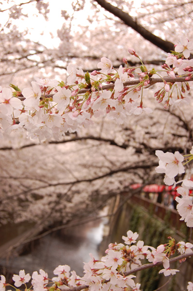 目黒川の桜