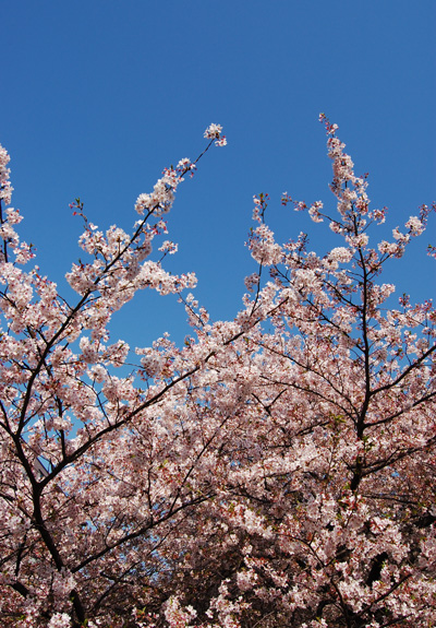 目黒川の桜
