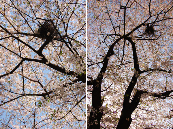目黒川の桜
