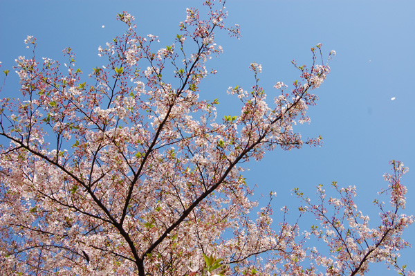 目黒川の桜