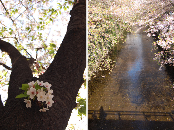 目黒川の桜