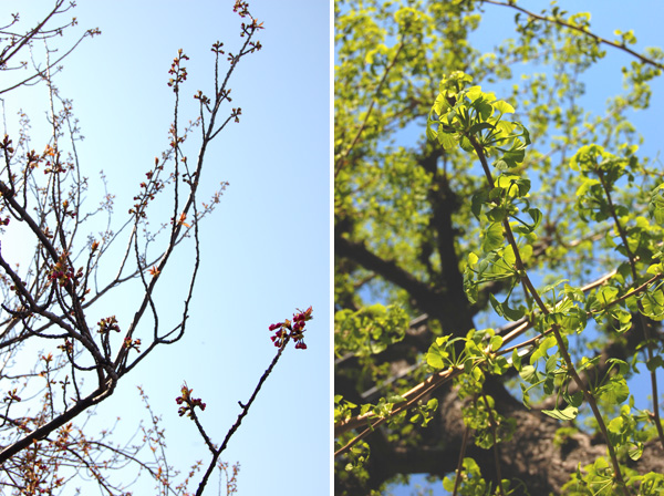 目黒川の桜