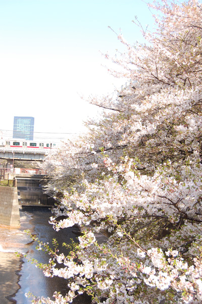 目黒川の桜