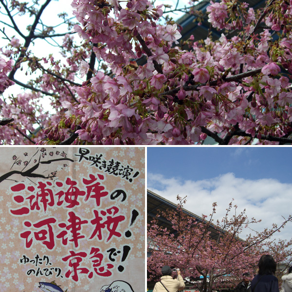 三浦海岸桜まつり