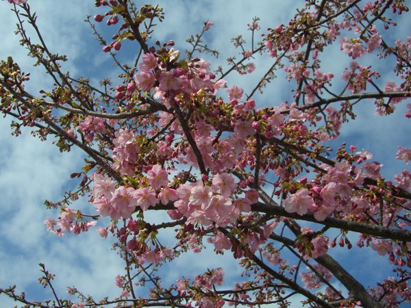 河津桜
