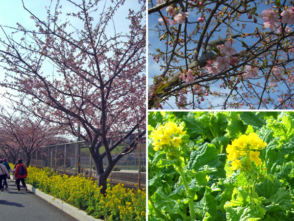 菜の花と河津桜