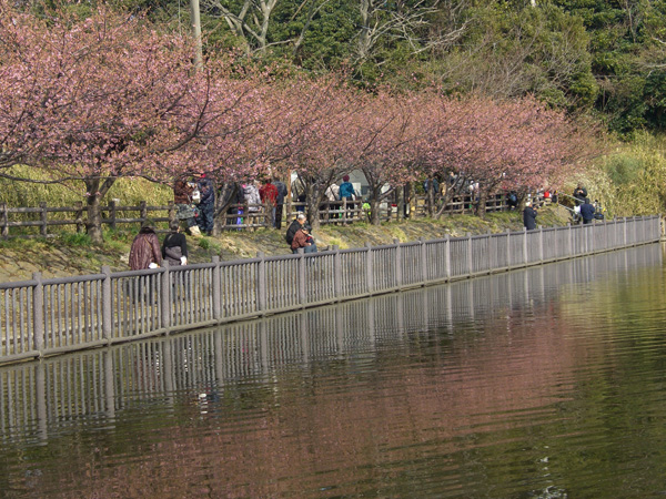 小松ヶ池公園の河津桜