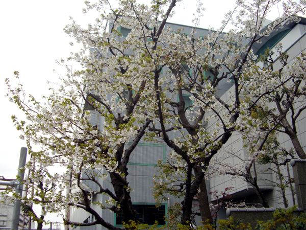 大島桜