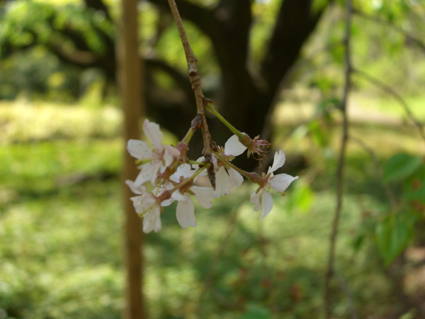 エドヒガンの花
