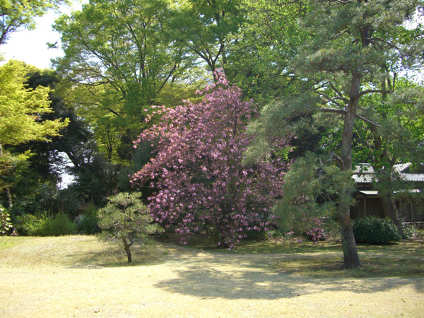 サトザクラ（カンザン）