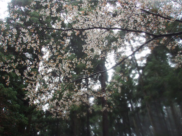 高尾山の桜