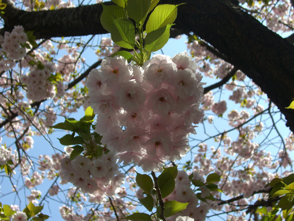 フゲンゾウ