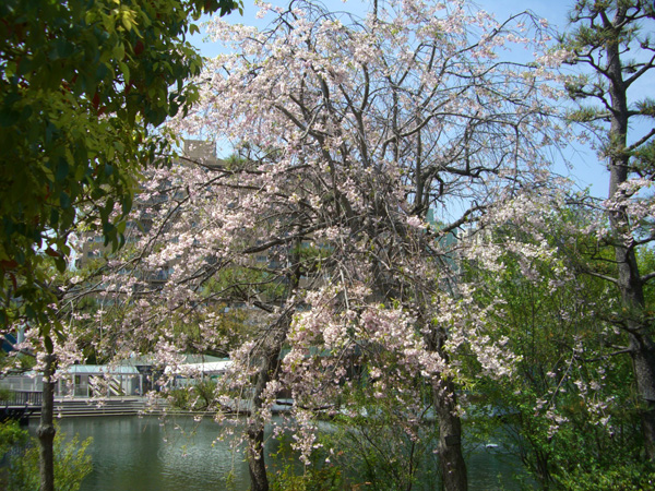 枝垂桜
