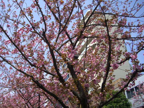 八重桜