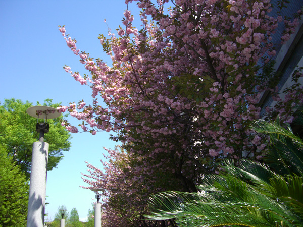 品川区民公園のサトザクラ