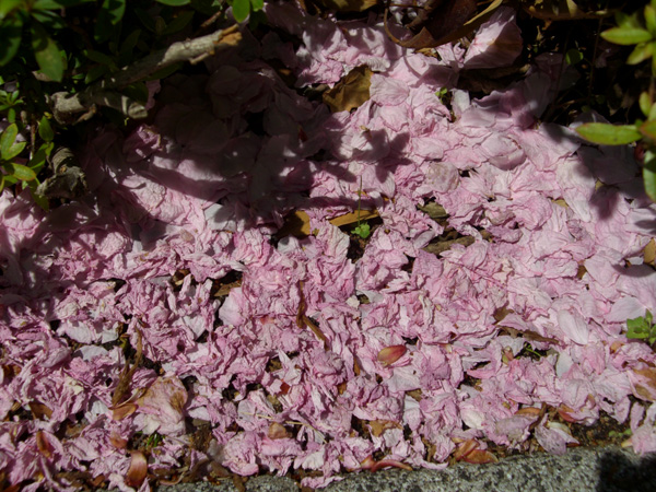 サトザクラの花びら