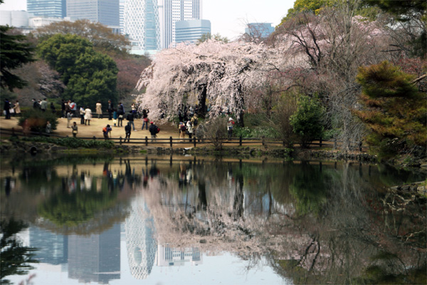新宿御苑の桜