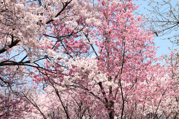 新宿御苑の桜