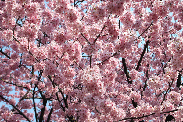 新宿御苑の桜