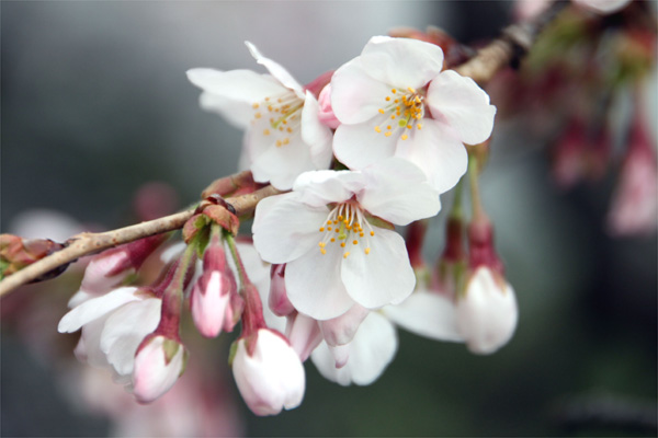 新宿御苑の桜