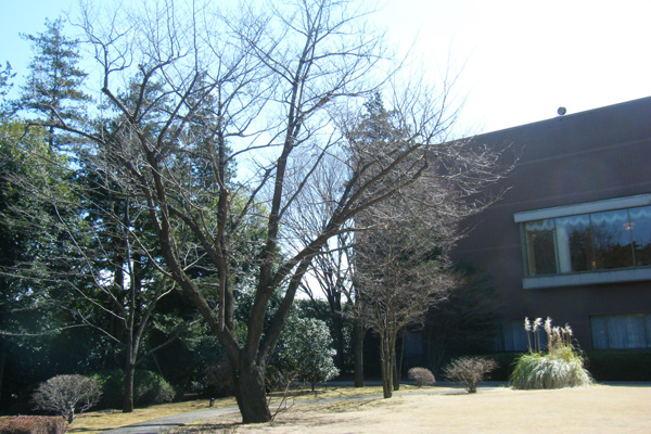 フォレスト・イン昭和館の庭に立つ桜の木