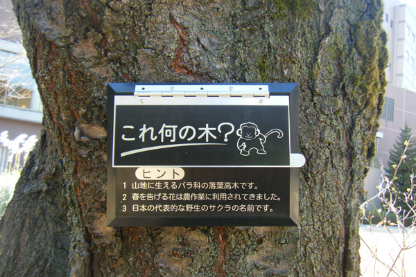 これ何の木？