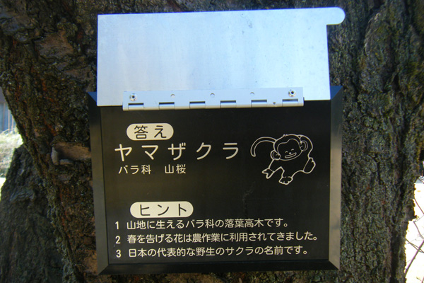 正解は「ヤマザクラ」
