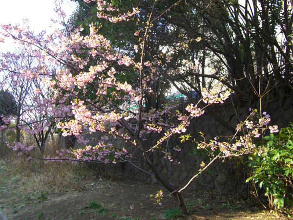 大井水神公園の河津桜