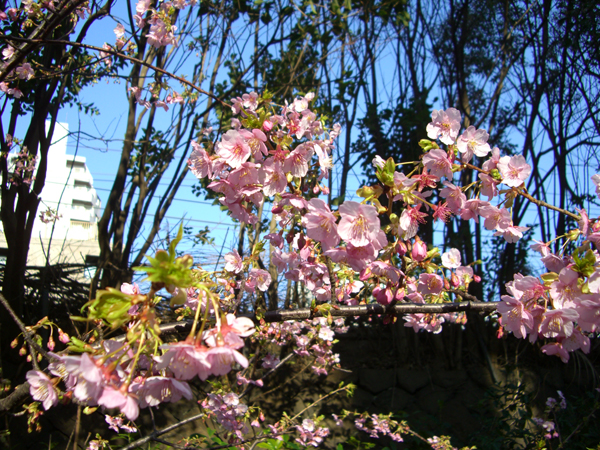 大井水神公園の河津桜