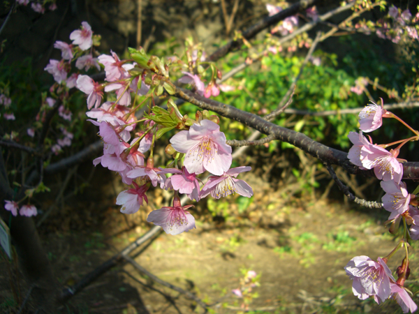 大井水神公園の河津桜
