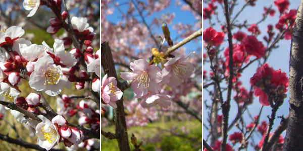 梅と桜と桃の違い