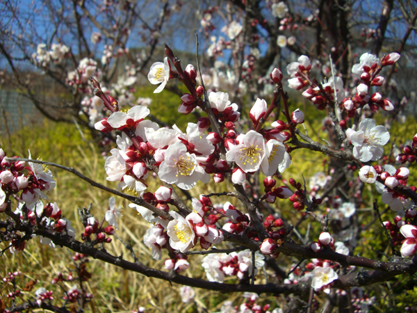 大井水神公園の梅