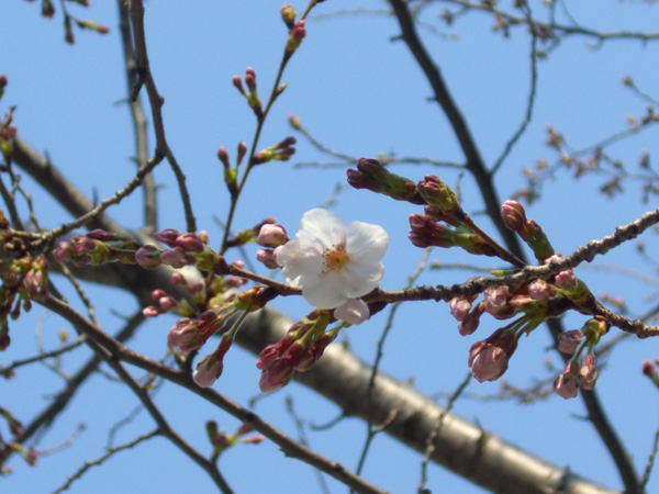 ソメイヨシノの開花