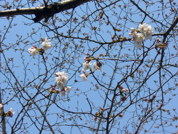 大井水神公園の桜