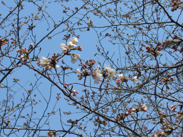 大井水神公園のソメイヨシノ