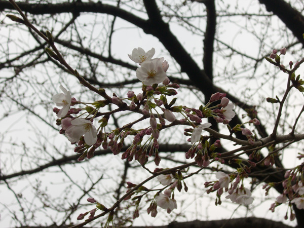 大井水神公園のソメイヨシノ